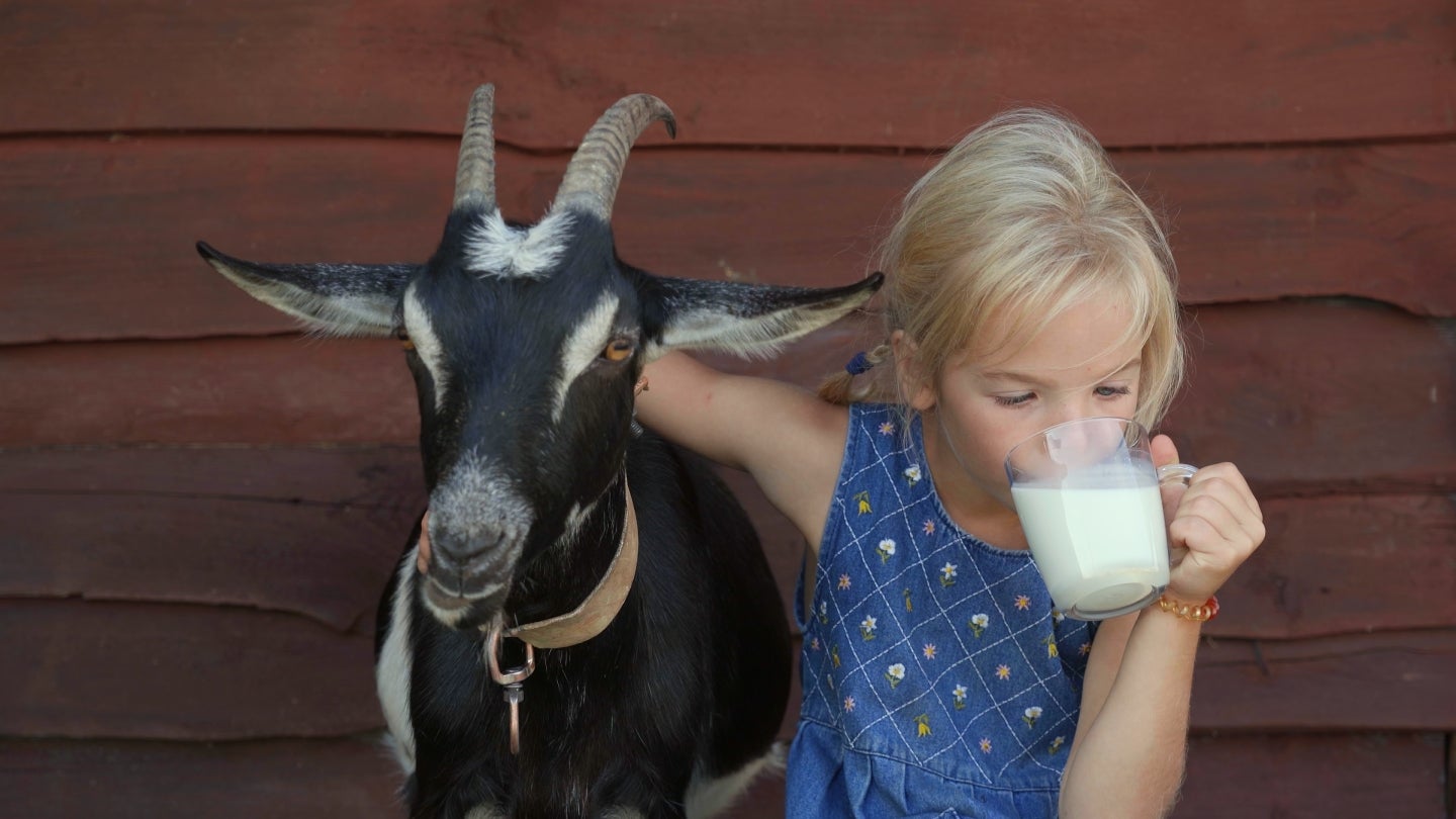 Mädchen trinkt Ziegenmilch Ein kleines Mädchen trinkt ein Glas Ziegenmilch und ihre rechter Arm ist dabei um eine Schwarze Ziege