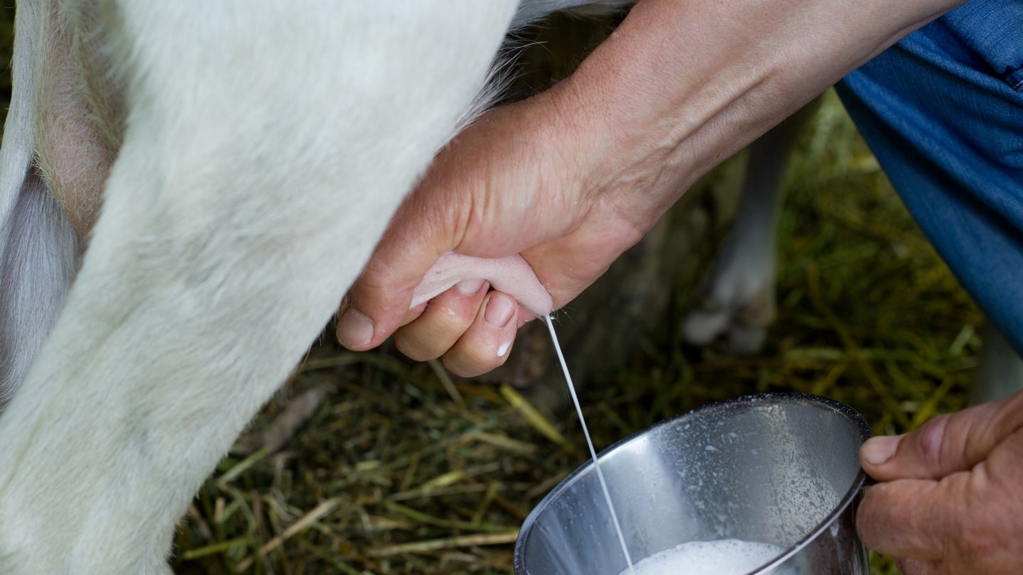 Ziegenmilch-melken Eine Ziege wird gemolken
