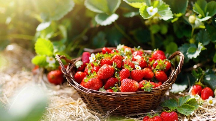 Erdbeeren im Korb