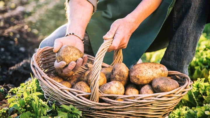 Person sammelt Kartoffeln im Korb