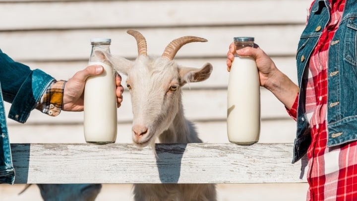 Ist Ziegenmilch gesund?