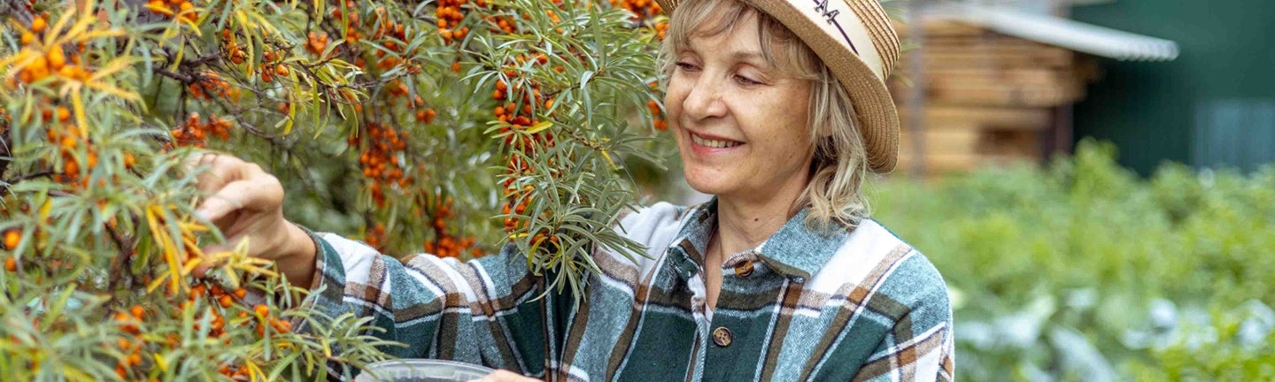 Frau pflückt Sanddorn