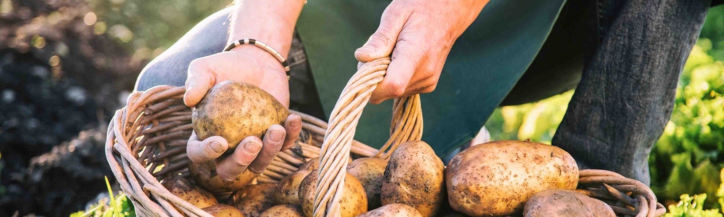 Person sammelt Kartoffeln im Korb