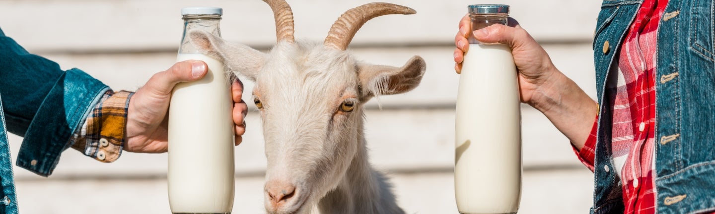 Ist Ziegenmilch gesund?